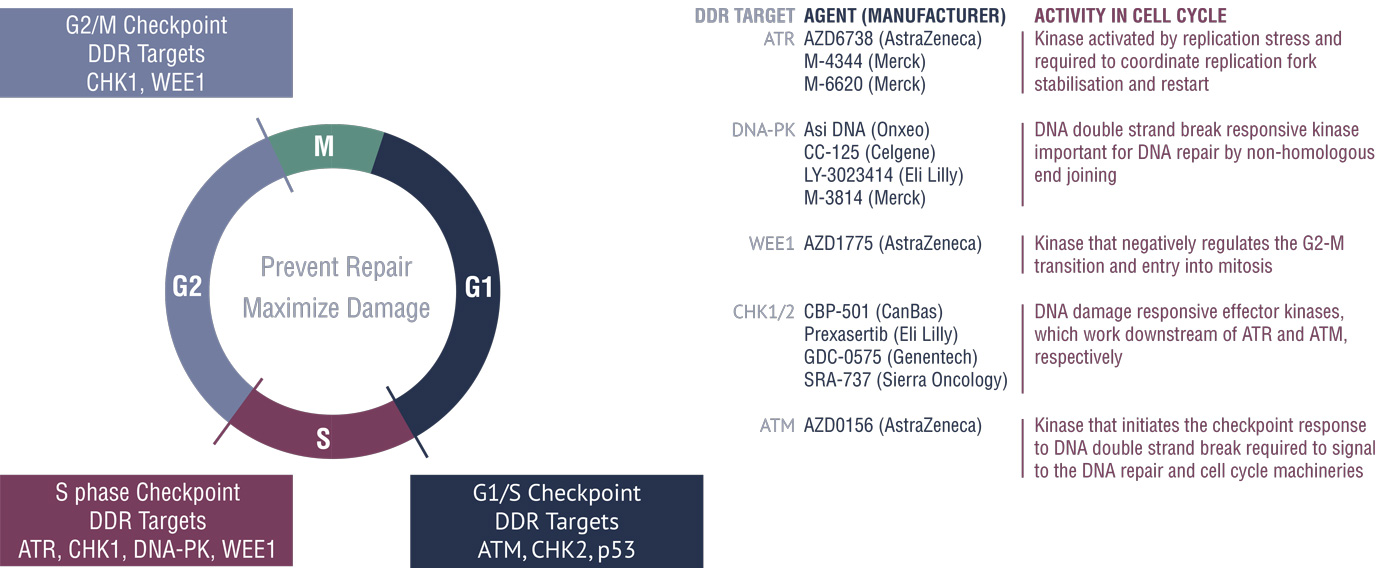 图6:细胞循环和DDR定位