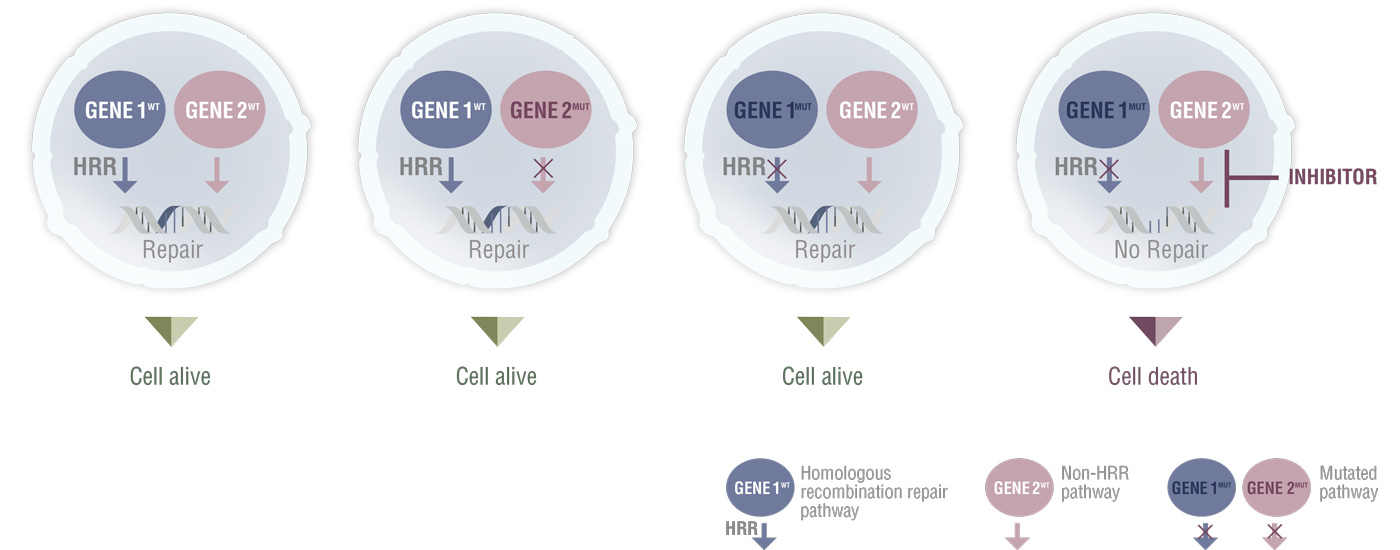 图7人工致死概念